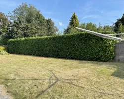 12ft hedge